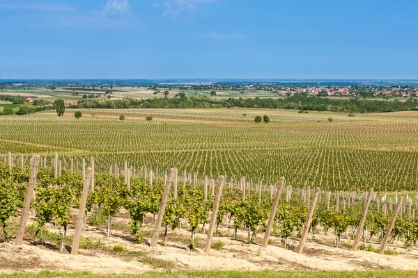 Beautiful rows of young grapes in the countryside with the wine — Stock Photo, Image