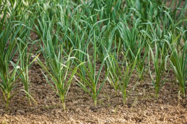 organik sebze bahçesinde büyüyen genç sarımsak