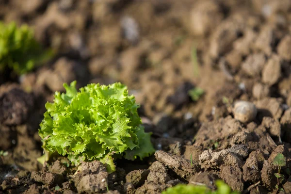 Salada orgânica jovem cultivada em uma horta — Fotografia de Stock