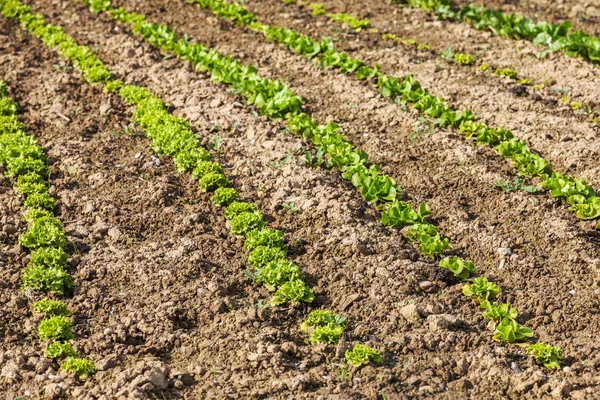 Jonge organische salade gegroeid in een moestuin — Stockfoto