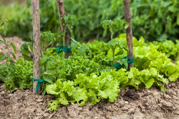 Młody sałatka ekologicznej uprawy w ogrodzie warzyw — Zdjęcie stockowe