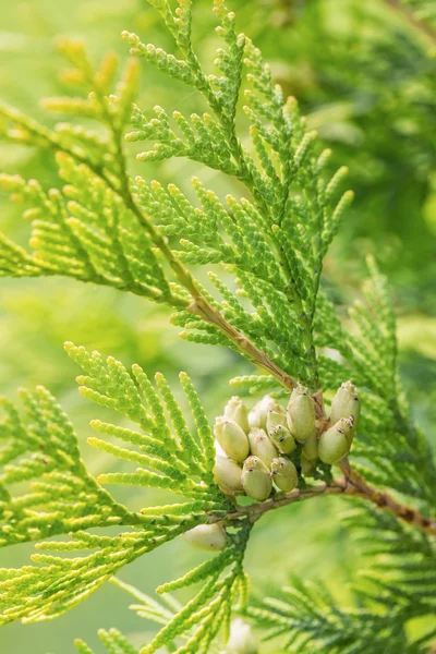 Branches of cypress tree with the seed groupings Stock Image