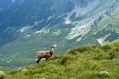 Chamois dağ sırtı üzerinde