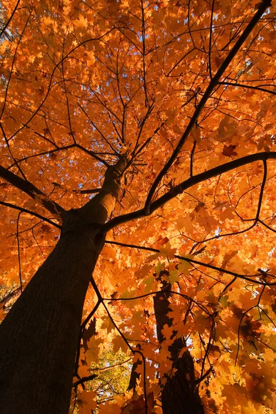 Mira hacia arriba en el bosque de otoño ... —  Fotos de Stock
