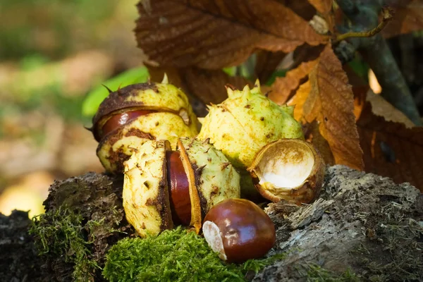 Kastanjes in detail — Stockfoto