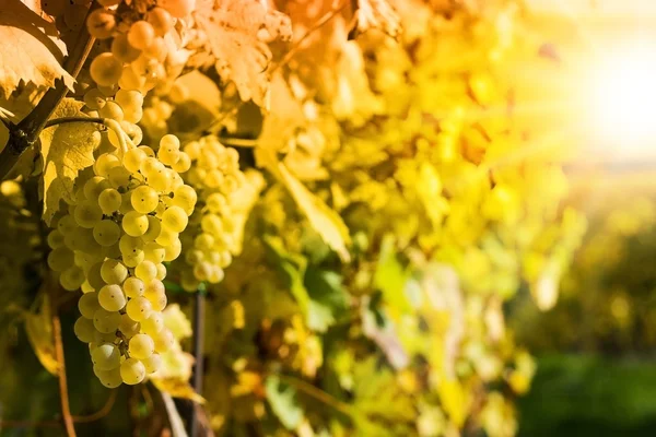 Detalle de uvas en viñedo de otoño — Foto de Stock