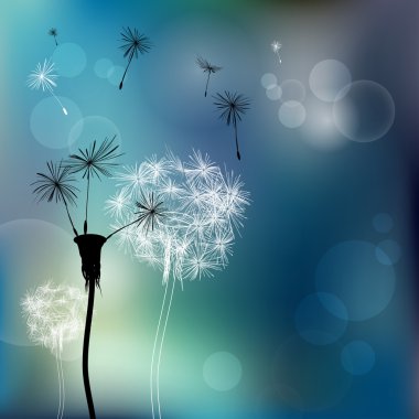 soyut soluk dandelions