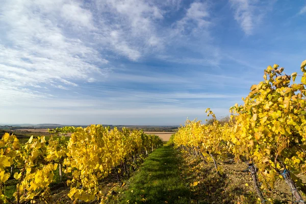 Autumn vineyard — Stock Photo, Image