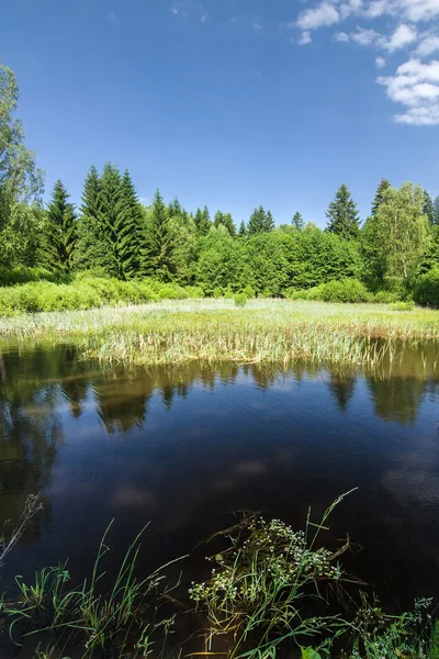 Paisaje de verano con estanque —  Fotos de Stock