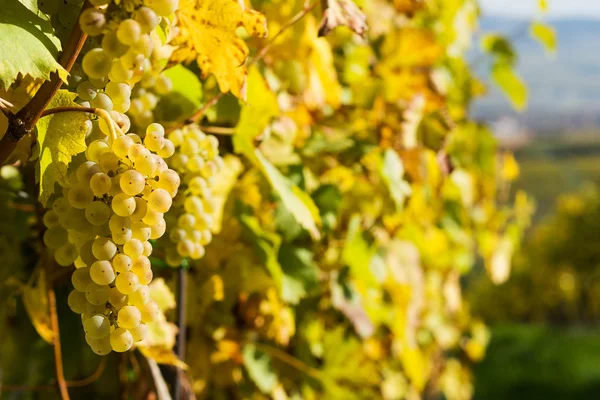 Grapes in a vineyard - detail — Stock Photo, Image