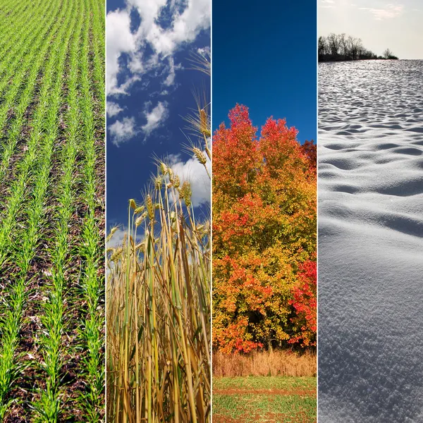 Vier seizoen banners - lente, zomer, herfst en winter — Stockfoto