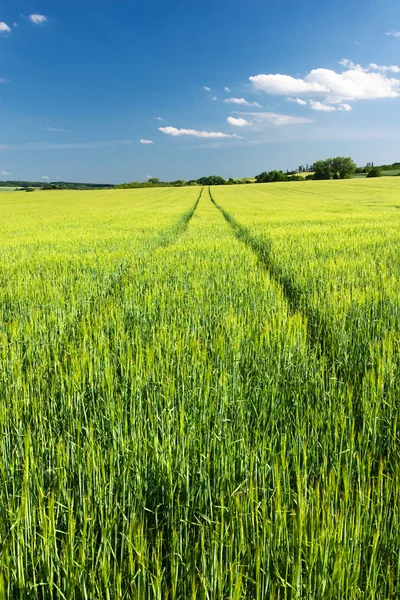 stock image Amazing spring-summer countryside - green meadow, blue sky