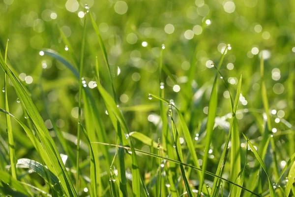 Dew drops on blades of grass — Stock Photo, Image