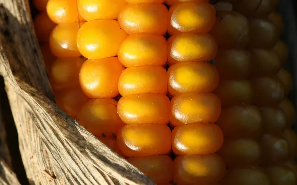 Primer plano del maíz - detalle de otoño — Foto de Stock