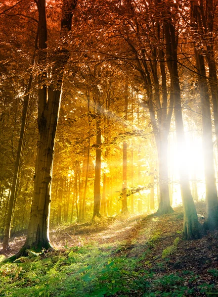 Scène de forêt abstraite avec soleil — Photo