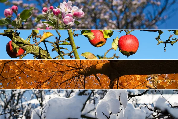 Dört mevsim - dört yatay Banner — Stok fotoğraf