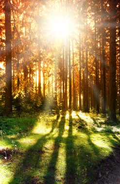 Güneş ile soyut orman sahne