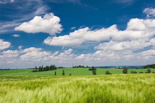 Sommar landskap med gröna fält och fantastiska blå himmel med vita moln — Stockfoto