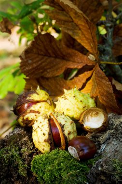 kestane ayrıntılı - sonbahar doğa güdü