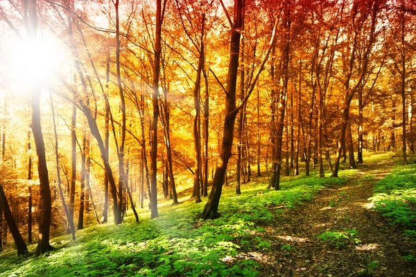Sonbahar ormanda güneş — Stok fotoğraf