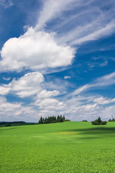 Campo de verano con campo verde y cielo azul increíble con nubes blancas — Foto de Stock