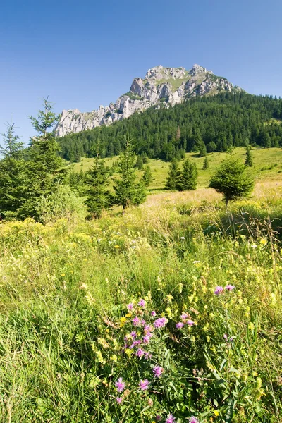Stony peak "Big Rozsutec" in Little Fatra hills - Slovakia - Central Europe — Stock Photo, Image