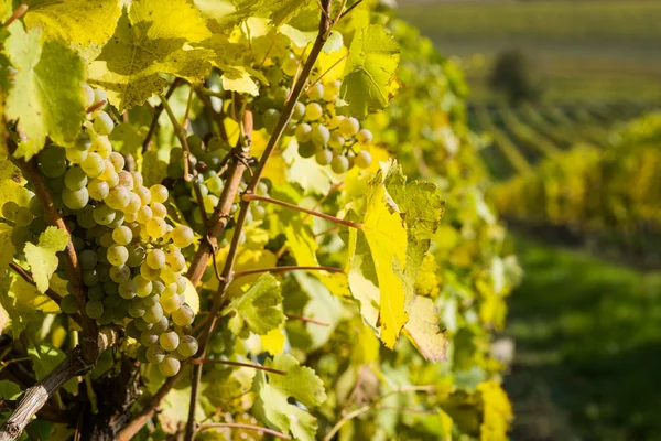 Grapes in a vineyard — Stock Photo, Image