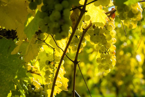 Grapes in a vineyard - detail — Stock Photo, Image