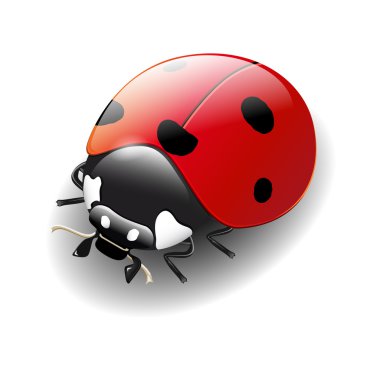 Beyaz arkaplanda uğur böceği