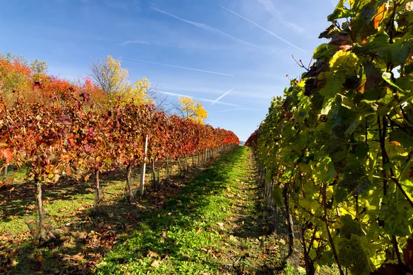 Autumn vineyard — Stock Photo, Image