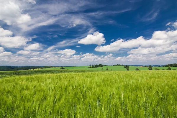 Zonă rurală de vară cu câmp verde și cer albastru uimitor cu nori albi — Fotografie, imagine de stoc