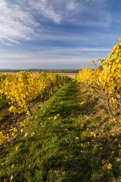 Autumn vineyard — Stock Photo, Image