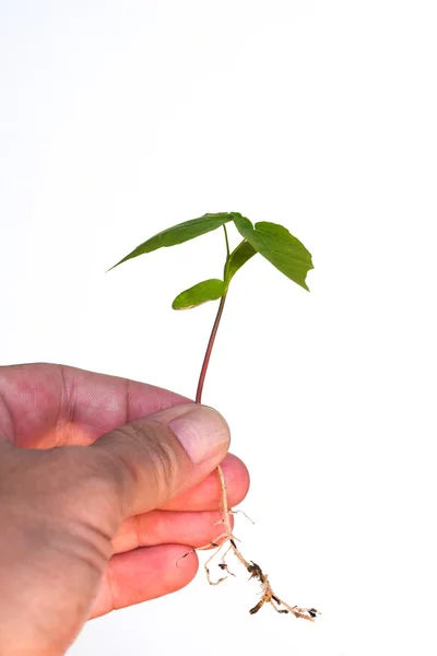 Mão que segura uma planta cultivada de sementes — Fotografia de Stock