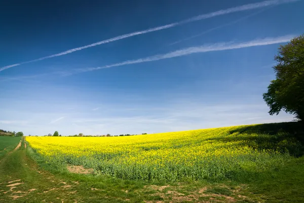 Field road and yellow flowering rapeseed field