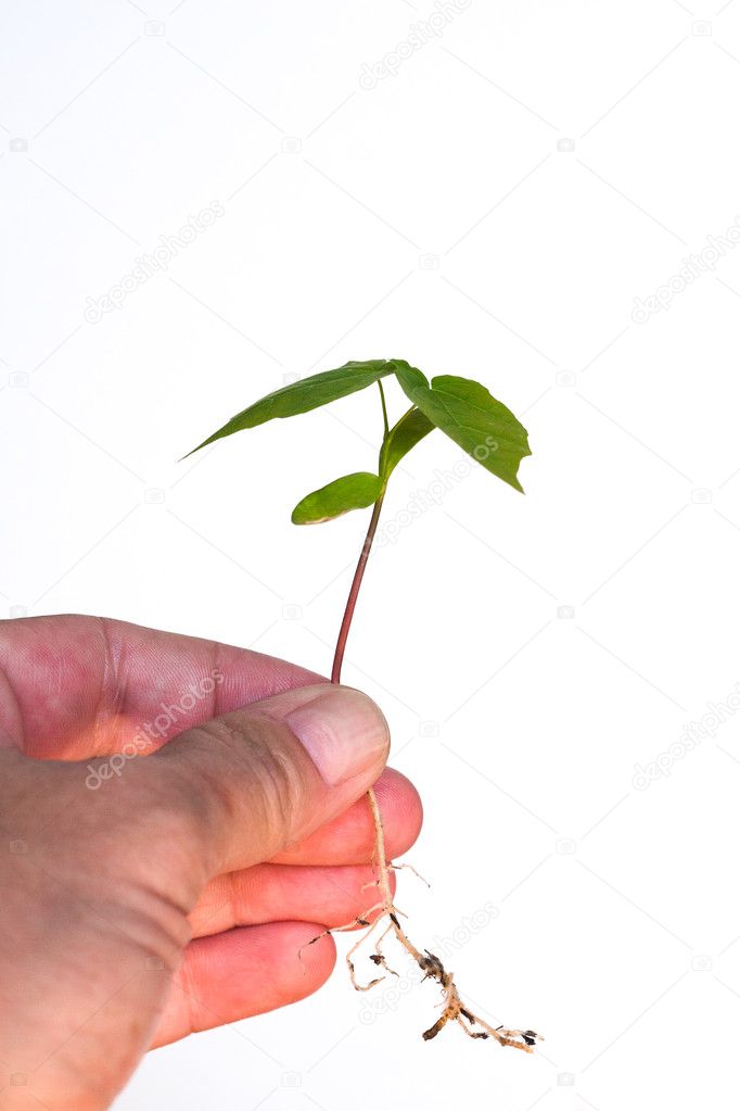 Hand holding a seedling