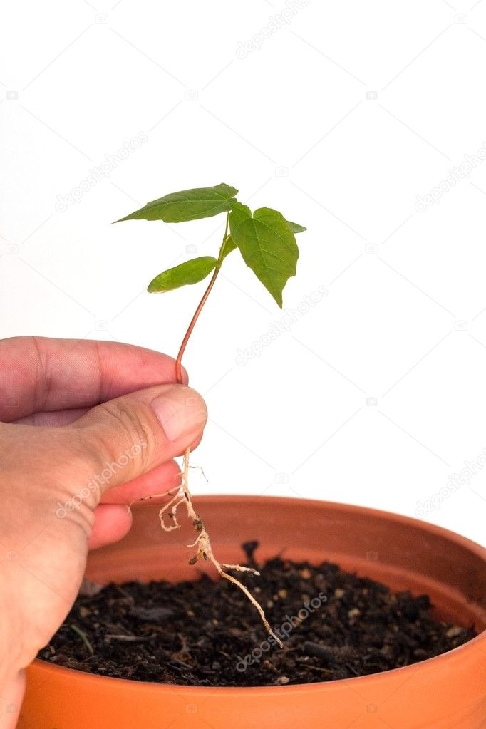 Hand holding a seedling and flower pot with soil