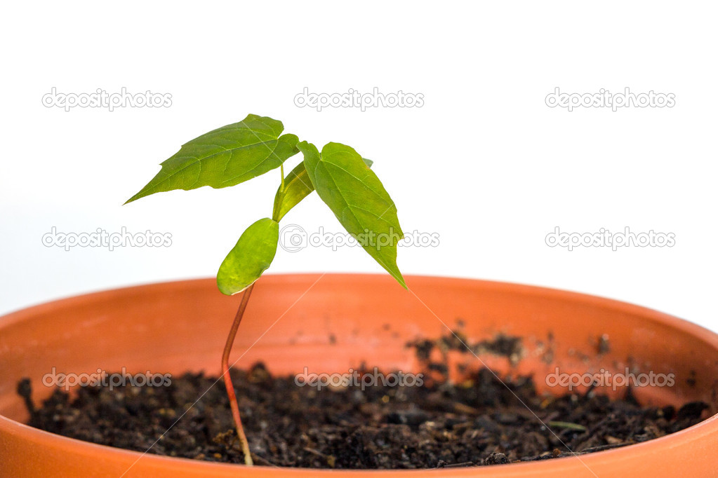 Seedling in a pot with soil