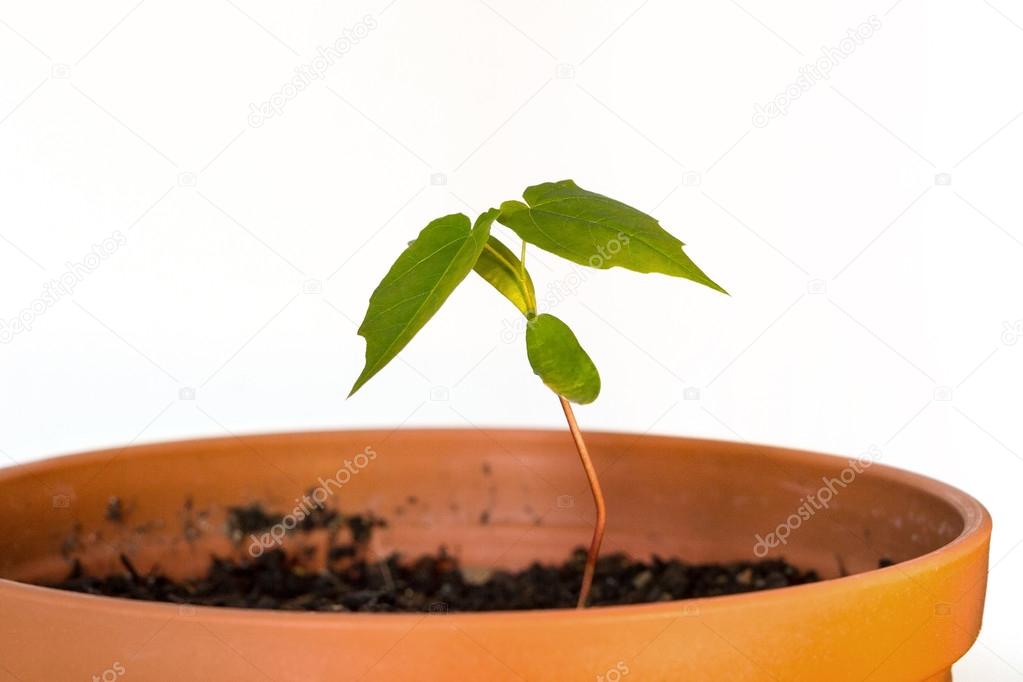 Seedling in a pot with soil
