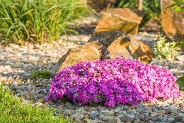 bitkiler, çiçekler ve çim Bahçe bahar