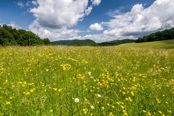 夏の草原の花と雲と青い空 — ストック写真