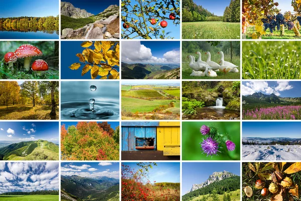 Collage de fotos de la naturaleza —  Fotos de Stock