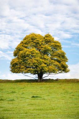 Yeşil çayırlı sonbahar manzarası, ufukta solitaire ağacı ve beyaz bulutlu mavi gökyüzü - Çek Cumhuriyeti, Avrupa