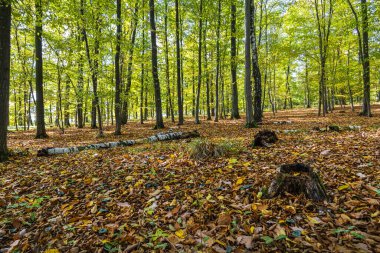 Sonbahar güneşli ormanlar ve yerde renkli yapraklar - Çek Cumhuriyeti, Avrupa