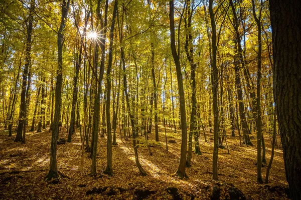 Increíble Colorido Día Soleado Bosque Otoñal Con Hojas Caídas República — Foto de Stock