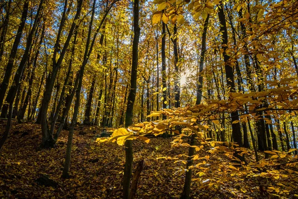 Дивовижний Сонячний День Осінньому Лісі Під Блакитним Небосхилом Чеської Республіки — стокове фото