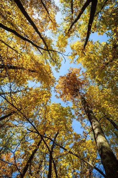 Renkli Yaprakları Olan Ağaç Tepelerinin Yukarısı Mavi Gökyüzünün Altındaki Sonbahar — Stok fotoğraf