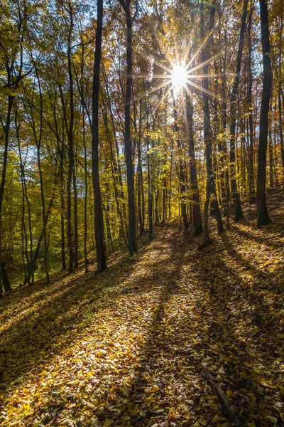 Sol Brilha Floresta Caduca Cor Outono República Checa Europa — Fotografia de Stock