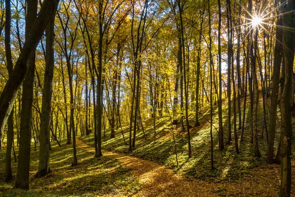 Camino Través Hermoso Soleado Bosque Otoño Colorido República Checa Europa — Foto de Stock