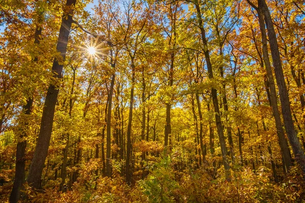 Sol Brilla Bosque Robles Color Otoñal República Checa Europa — Foto de Stock