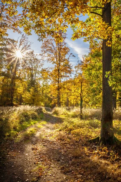 Estrada Através Bela Floresta Outono Colorido Ensolarado República Checa Europa — Fotografia de Stock